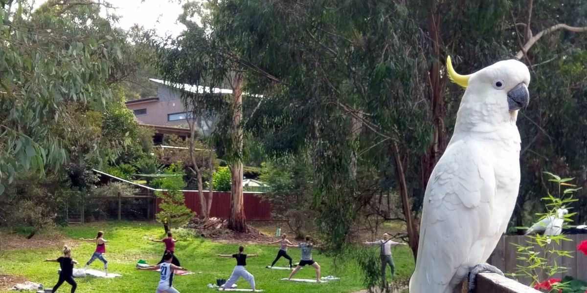 Grasshopper Yoga Studio
