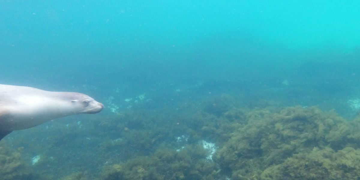 Blueback Freediving and Yoga
